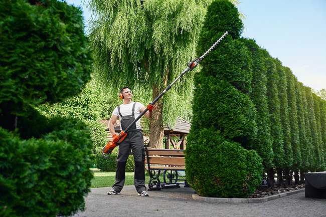 Tree Trimming, Hedging, and Pruning Tree Trimming, Hedging, and Pruning